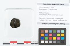 Foto (Objekt + Etikett) von Elaeis eocenica Ettingshausen (NHMW-GEO-2024-0188-9162)